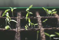 7 Creative Seed-Starting Ideas for a Thriving Garden