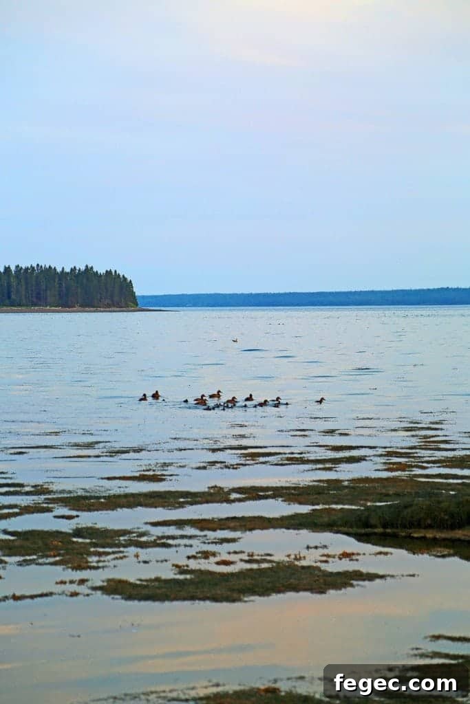 ducks on the water in St. Andrews by the Sea 