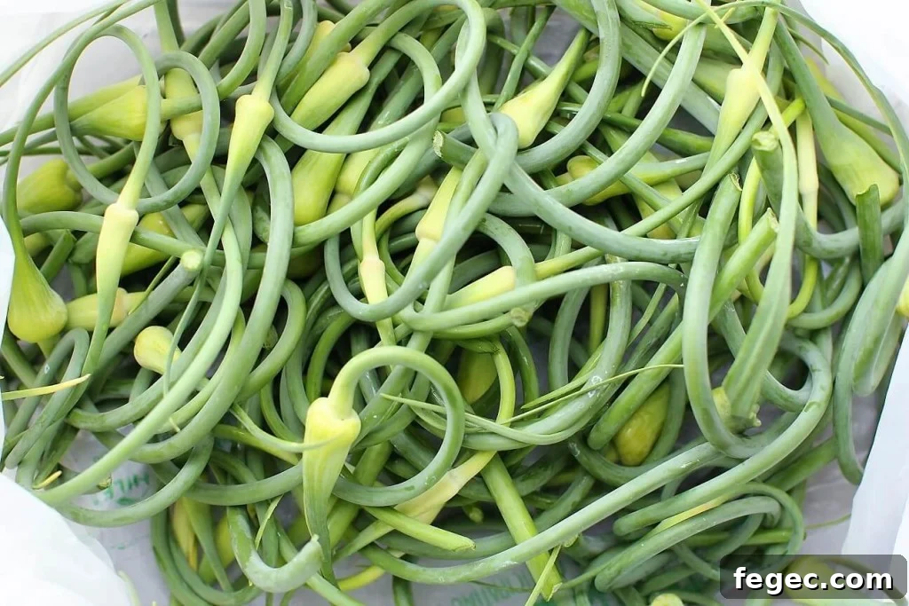 garlic scape pesto - a bag full of scapes