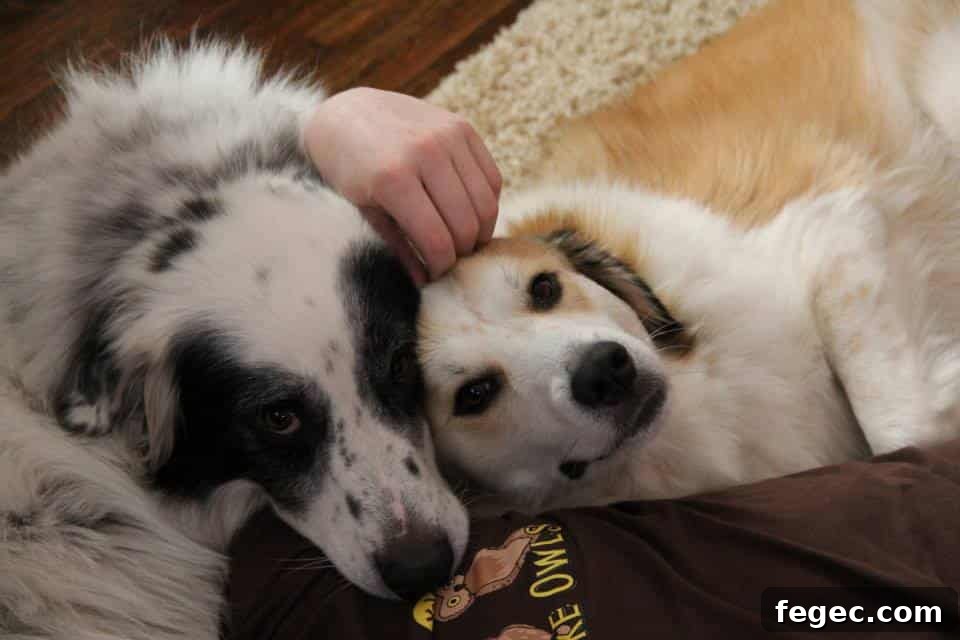 Two puppies on first day