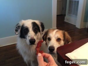 Puppies walking together