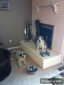 Newly rescued puppies