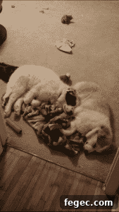 Puppies cuddling