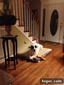 Puppies playing