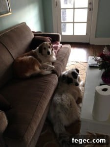 Two pups together