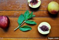 Nectarine and Mint Milkshake Recipe — Refreshing Summer Drink