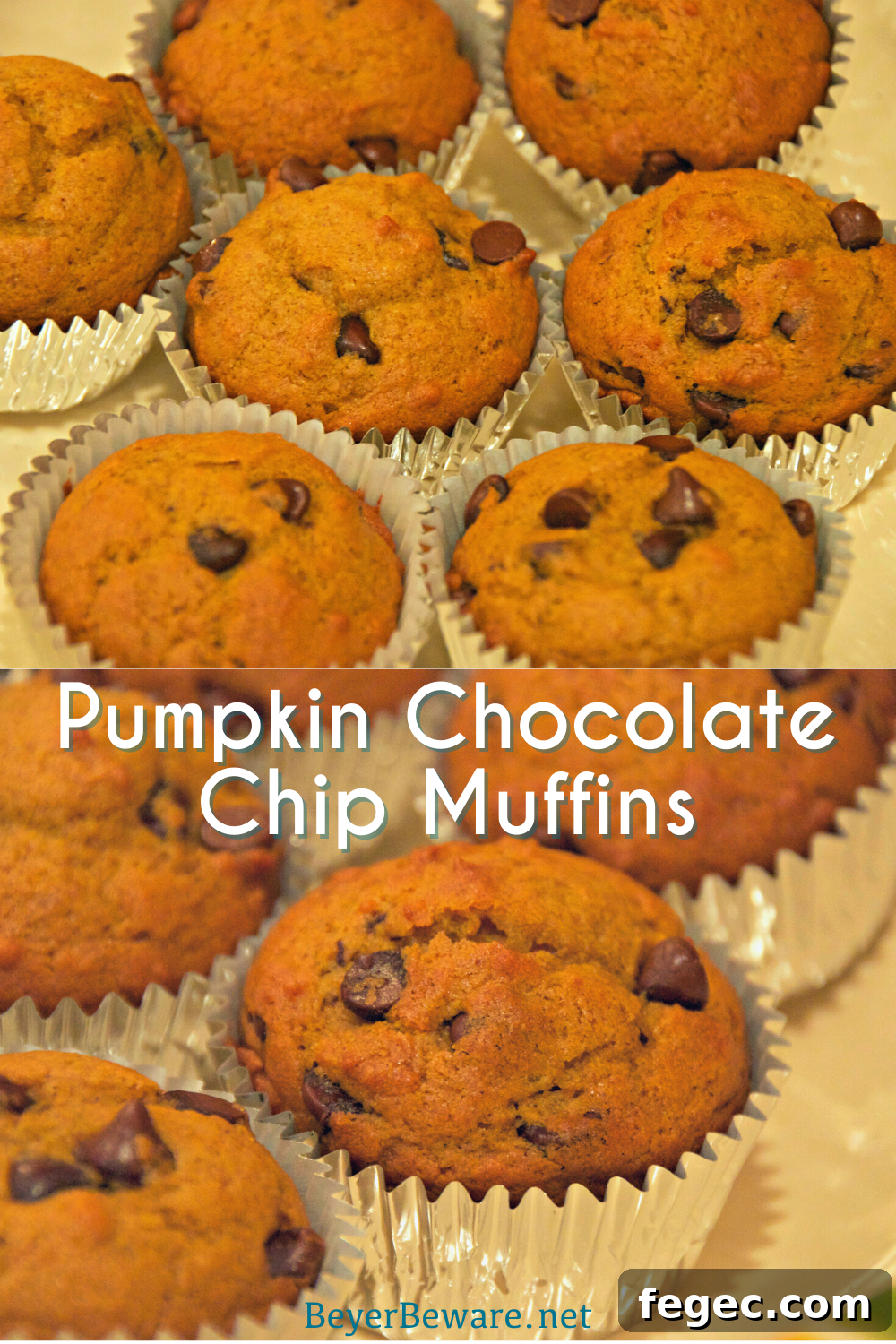 Pumpkin chocolate chip muffins are a staple of fall snacks and breakfast made from scratch with canned pumpkin and plenty of chocolate chips to make the kids feel like they aren't eating healthy food.