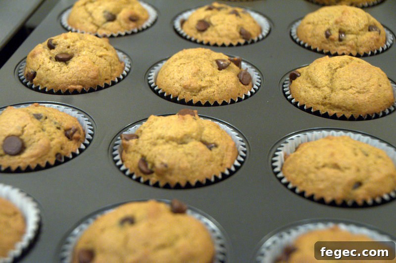 baked pumpkin chocolate chip muffins