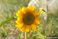 Summer Sunflower Care Guide: Planting, Watering, and Bloom Tips