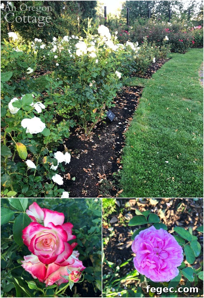 Eugene Rose Garden-8-19