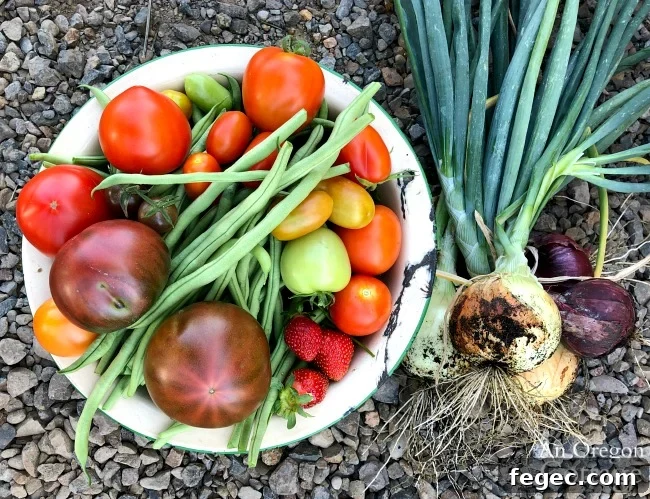 Early August vegetable harvest