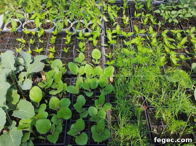 Plan Your Garden Now: How to Choose and Buy Seeds for Success 3 Variety of starter plants ready to plant in the garden