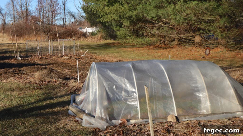 Plan Your Garden Now: How to Choose and Buy Seeds for Success 4 A view of our yard showing a row cover sheltering parsley in the winter