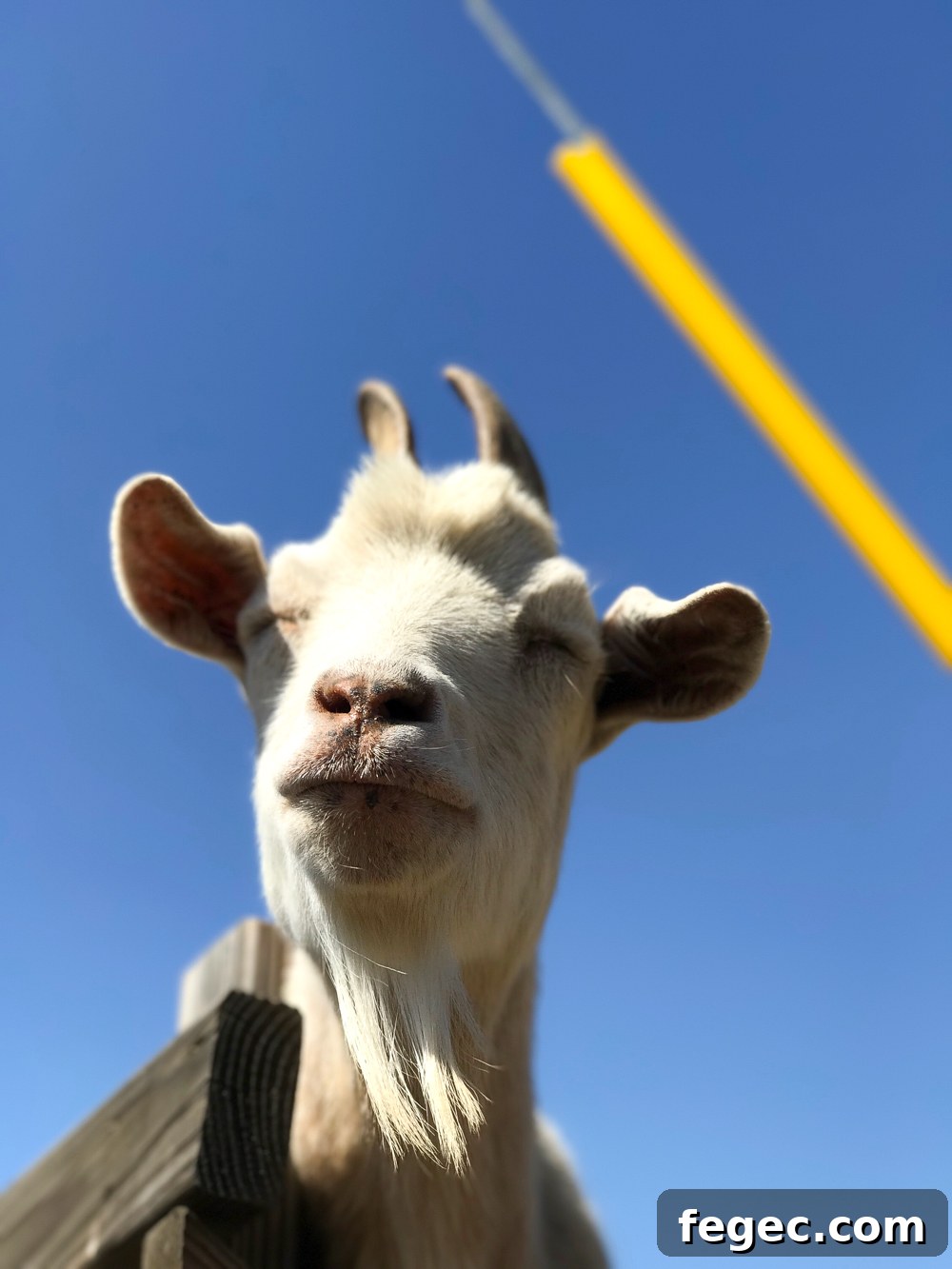 How sweet is this silly grinning goat with his beautiful long beard. <3