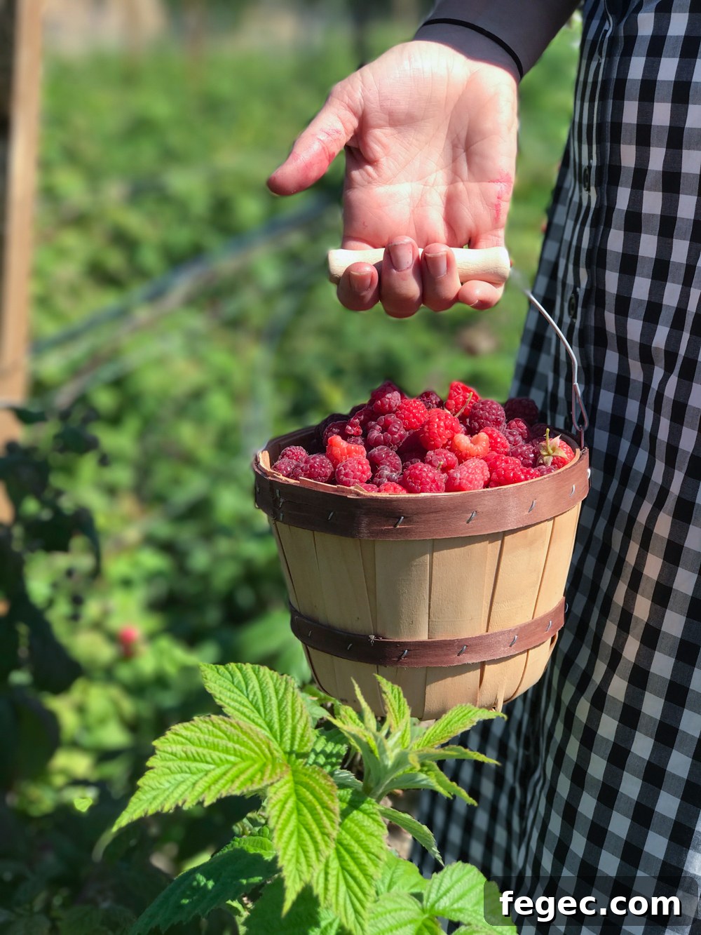 Even the berry picking baskets are adorable at Folded Hills. 